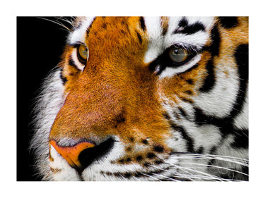ANIMAUX