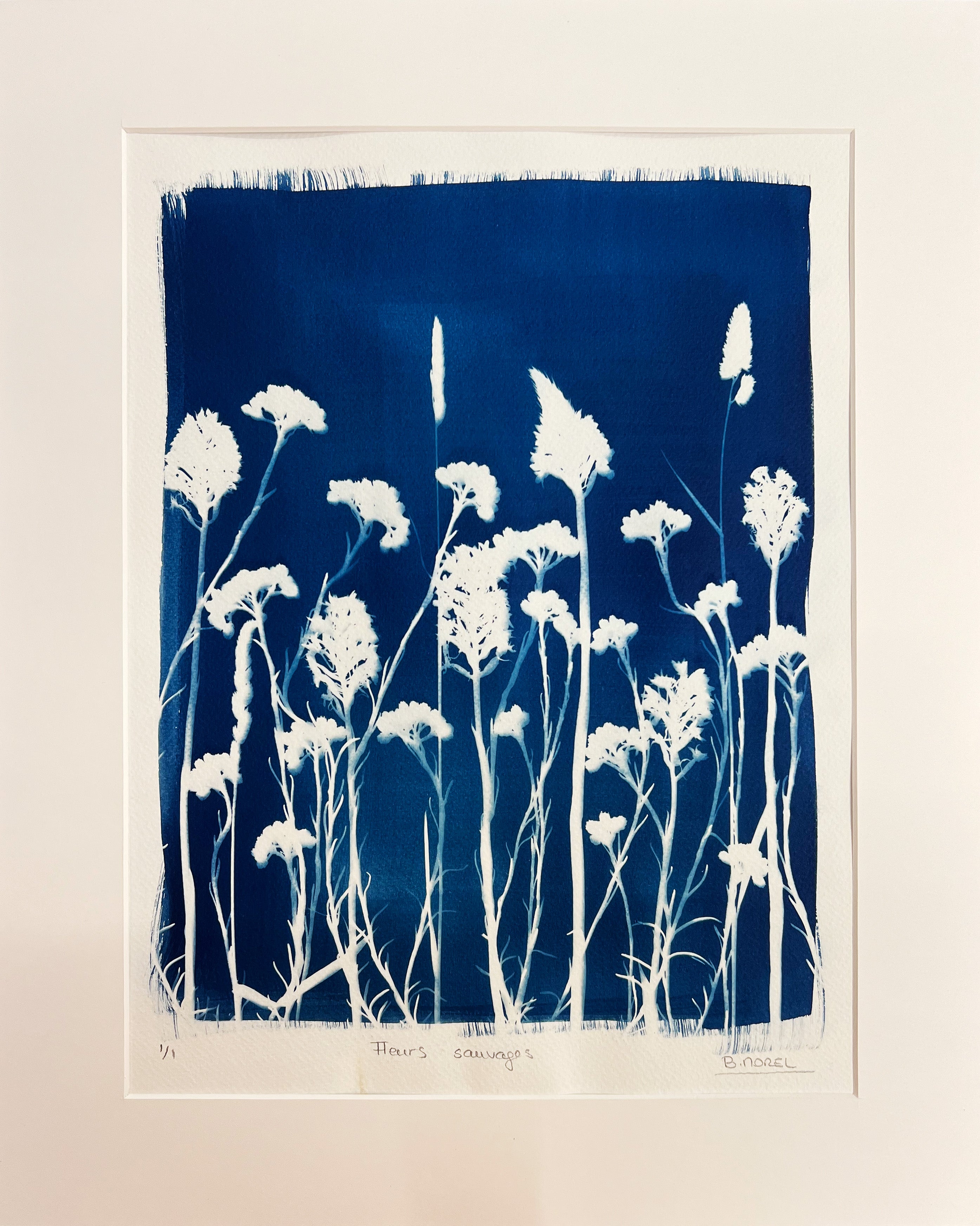 "Fleurs sauvages", Brigitte Morel, cyanotype