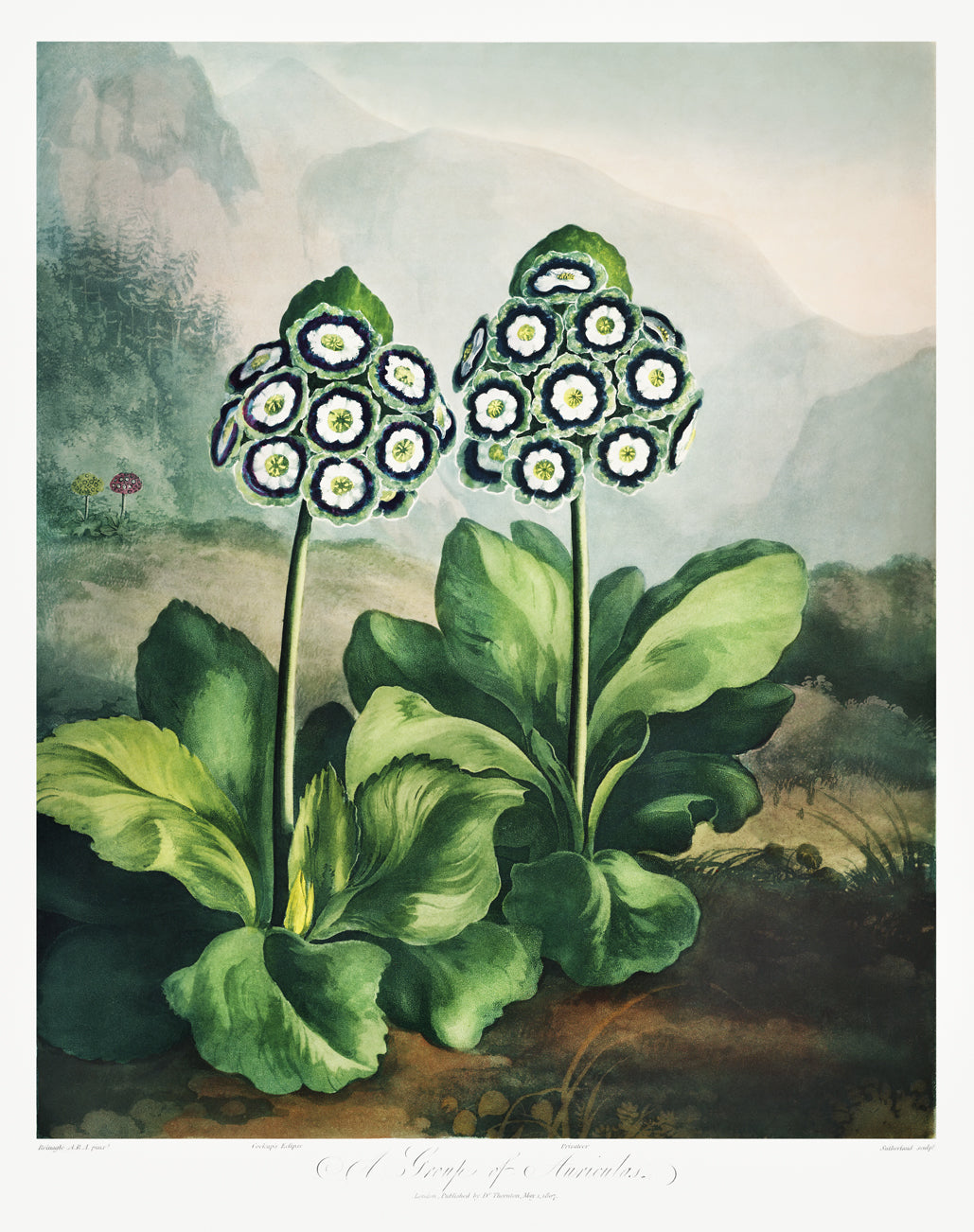 Histoire Naturelle - A group of Auriculas