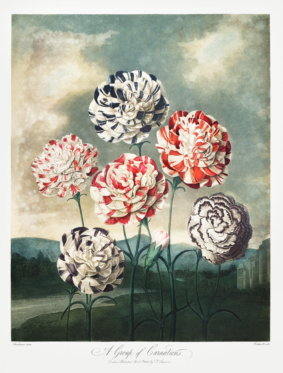 Histoire Naturelle - A Group of Carnations