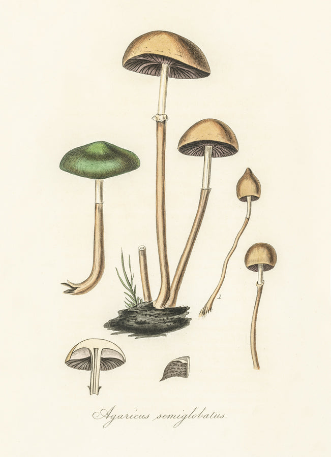 Histoire Naturelle - Agaricus Semiglobatus