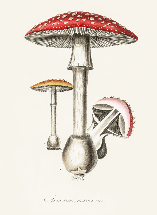 Histoire Naturelle - Amanita Muscaria