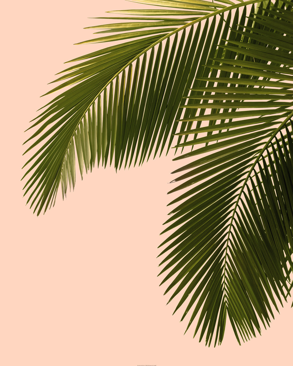 Rodho - Branches de palmier