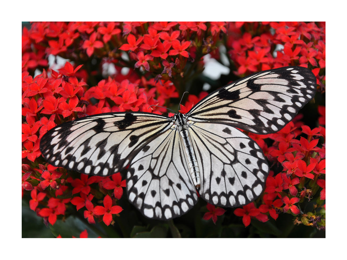 Prachanda Rawal - Le papillon noir et blanc