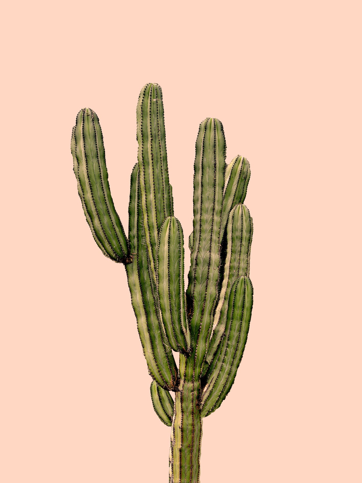 Vaennma - Cactus