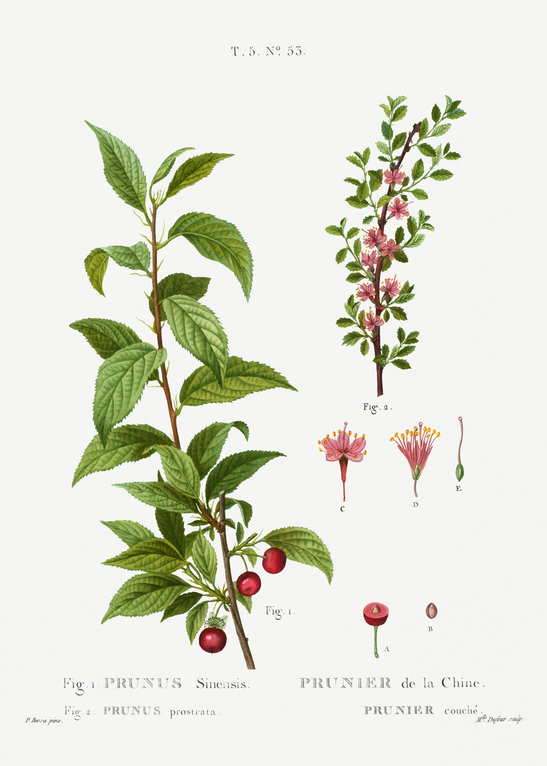 Pierre-Joseph Redouté - Prunus prostrata