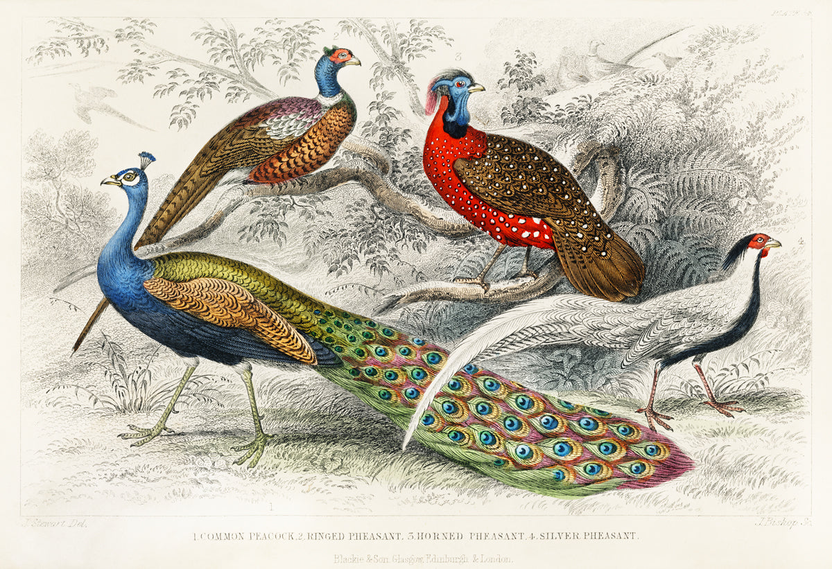 Histoire Naturelle - Peacock and Pheasant