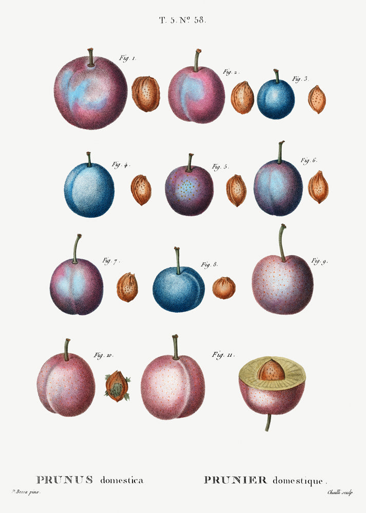 Pierre-Joseph Redouté - Prunus Domestica
