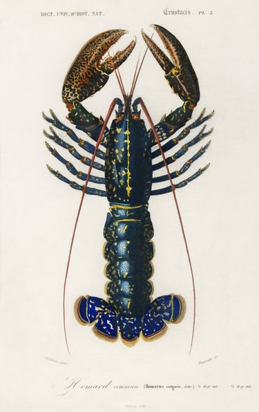 Histoire Naturelle - Crimson Crawfish
