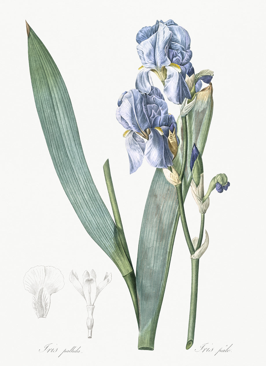 Pierre-Joseph Redouté - Dalmatian Iris