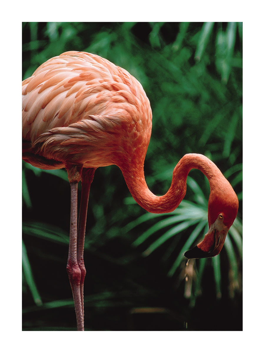 Flamand Rose