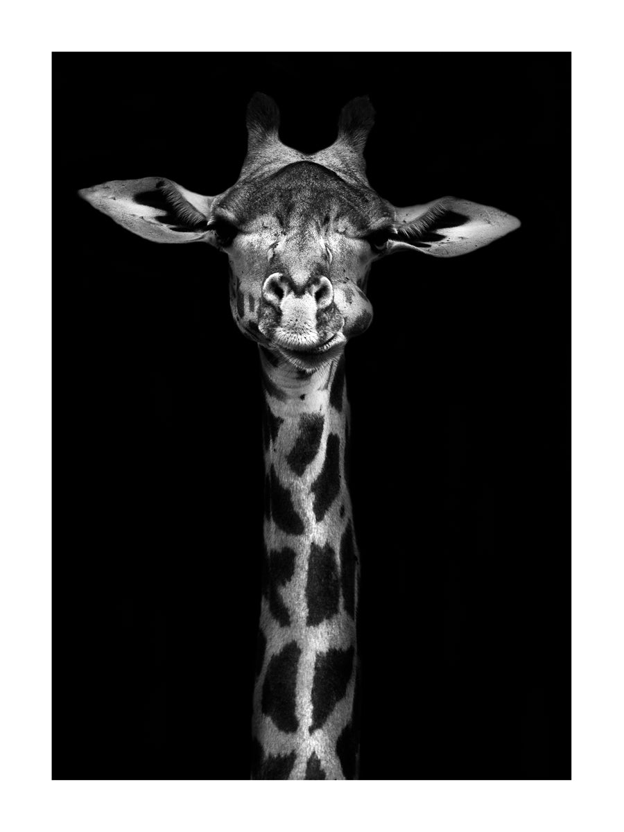 Girafe - Portrait