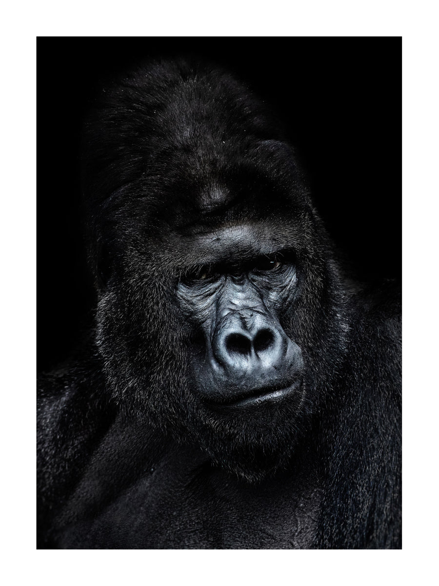 Gorille - Portrait