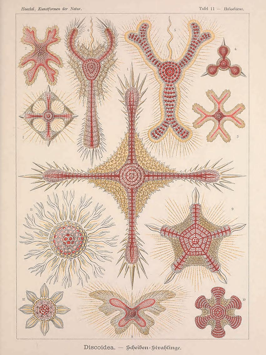 Ernst Haeckel - Kunstformen der Natur 1