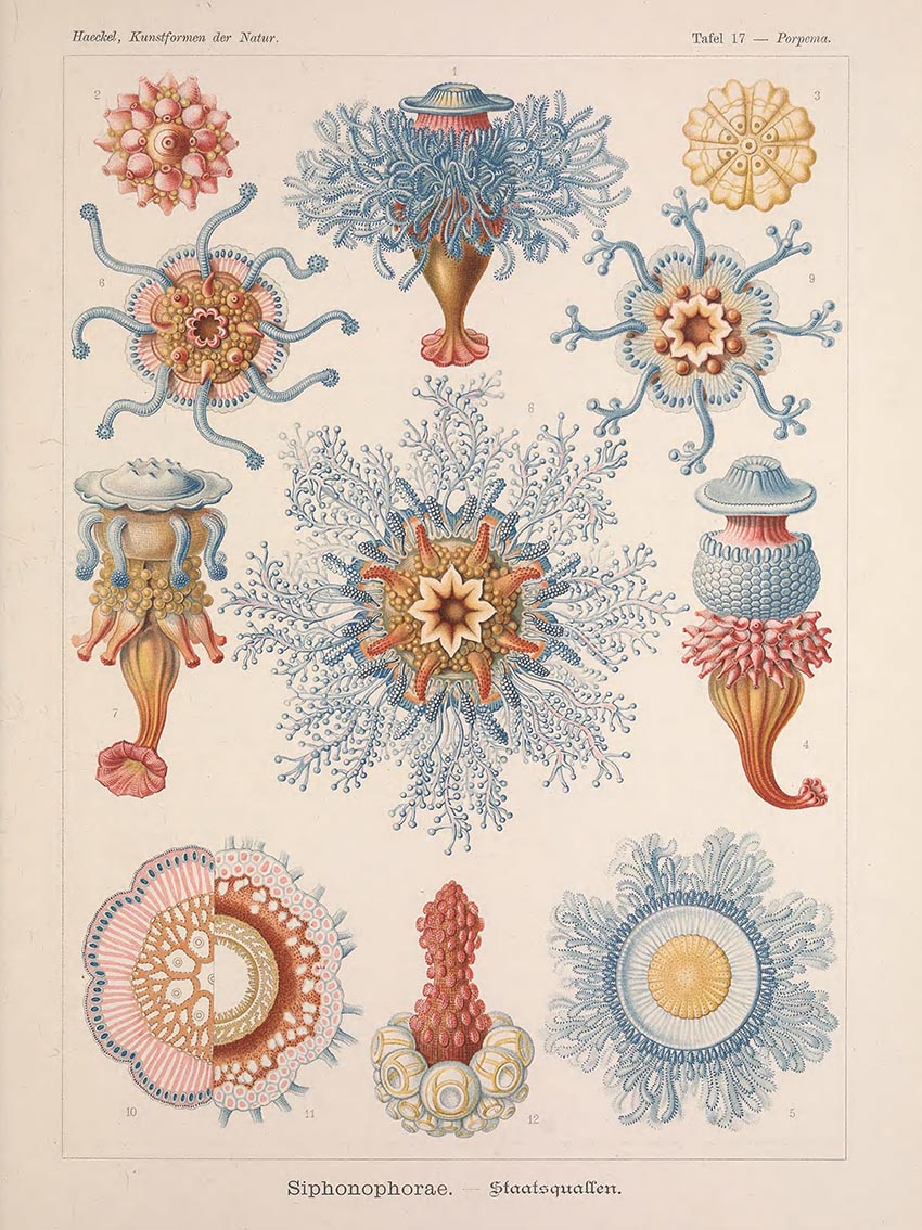 Ernst Haeckel - Kunstformen der Natur 2