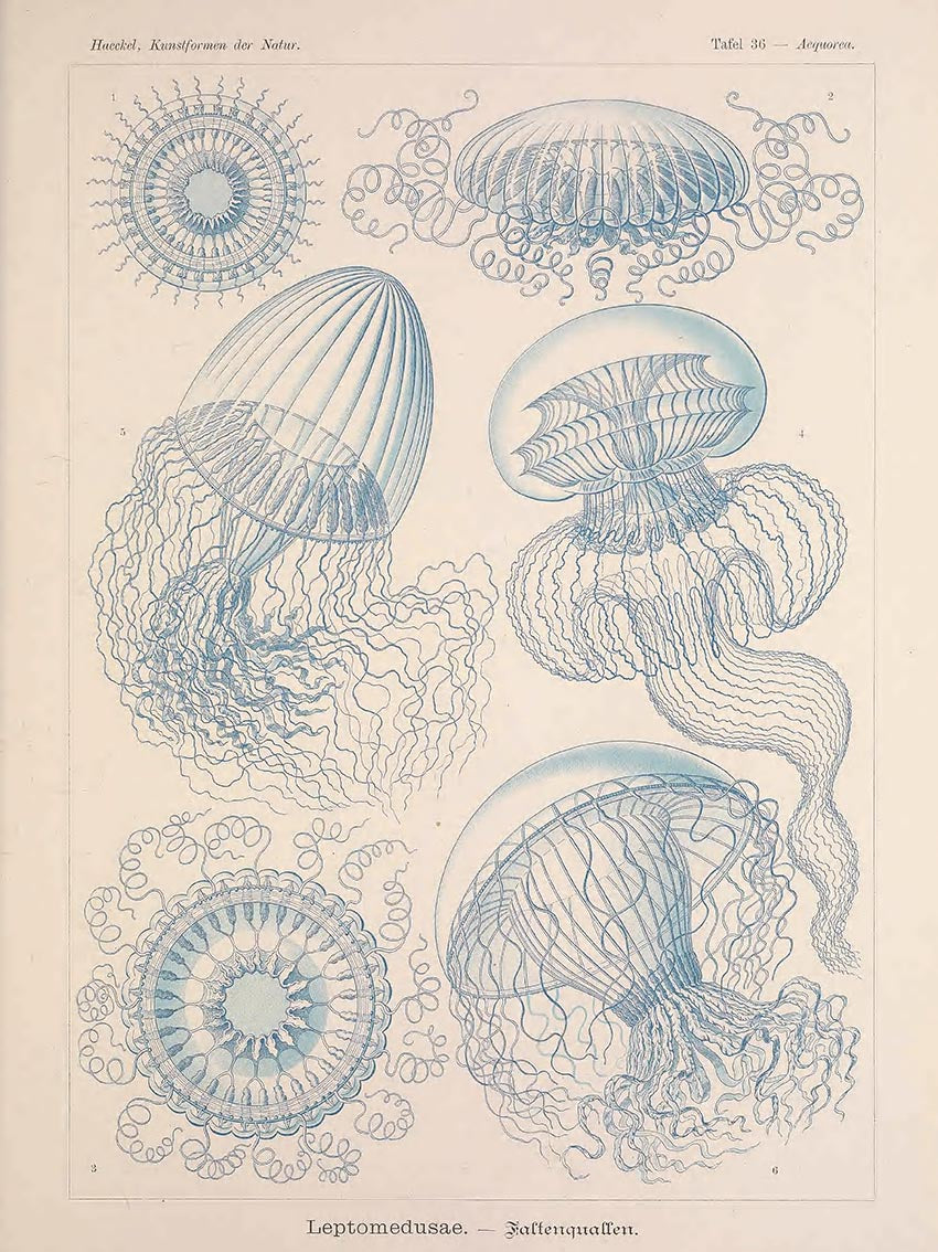 Ernst Haeckel - Kunstformen der Natur 3