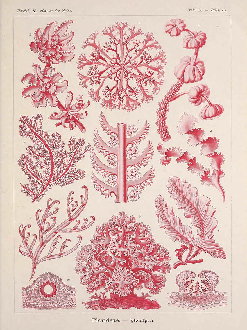 Ernst Haeckel - Kunstformen der Natur 4