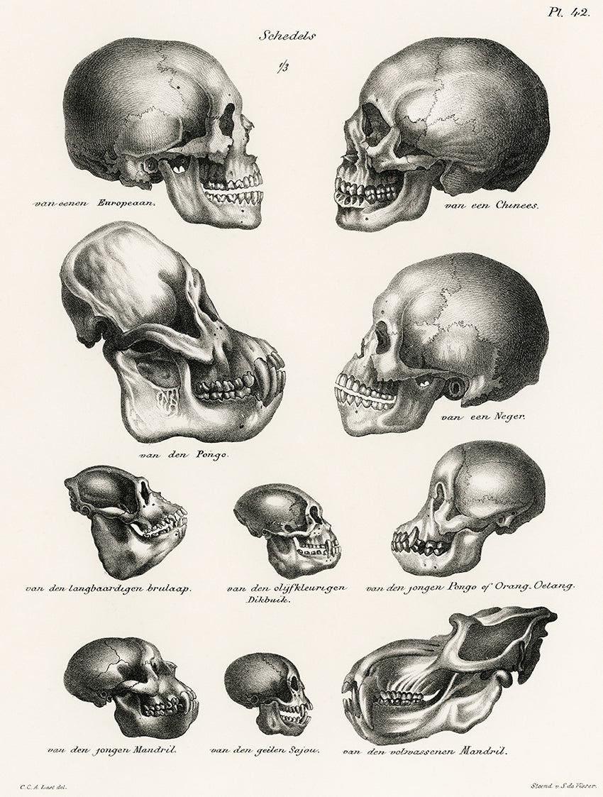 Human Monkey and Ape skulls