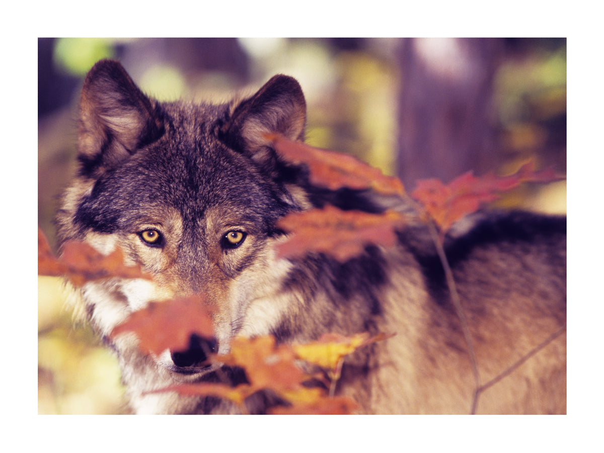 Loup - Regard