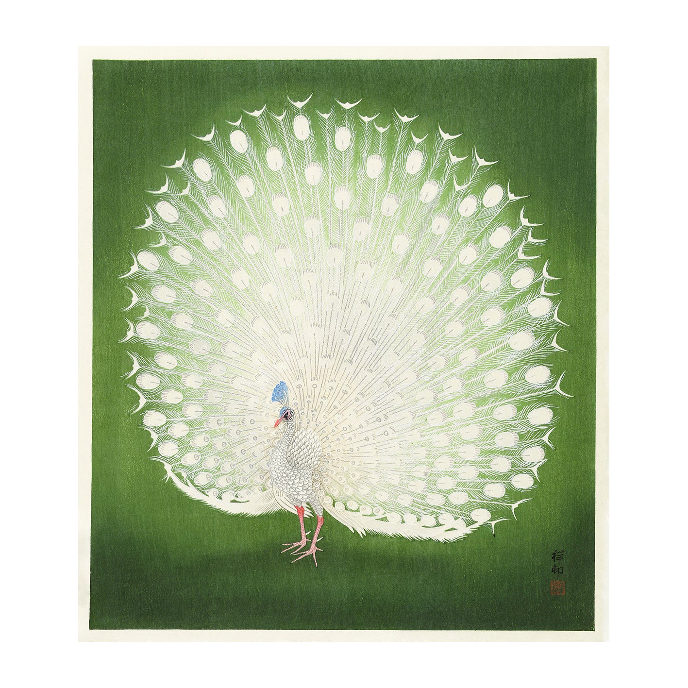 Histoire Naturelle - Peacock