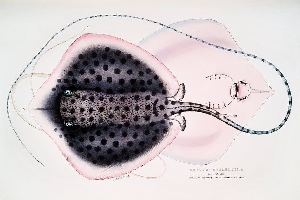 Histoire Naturelle - Russel's Sting-Ray