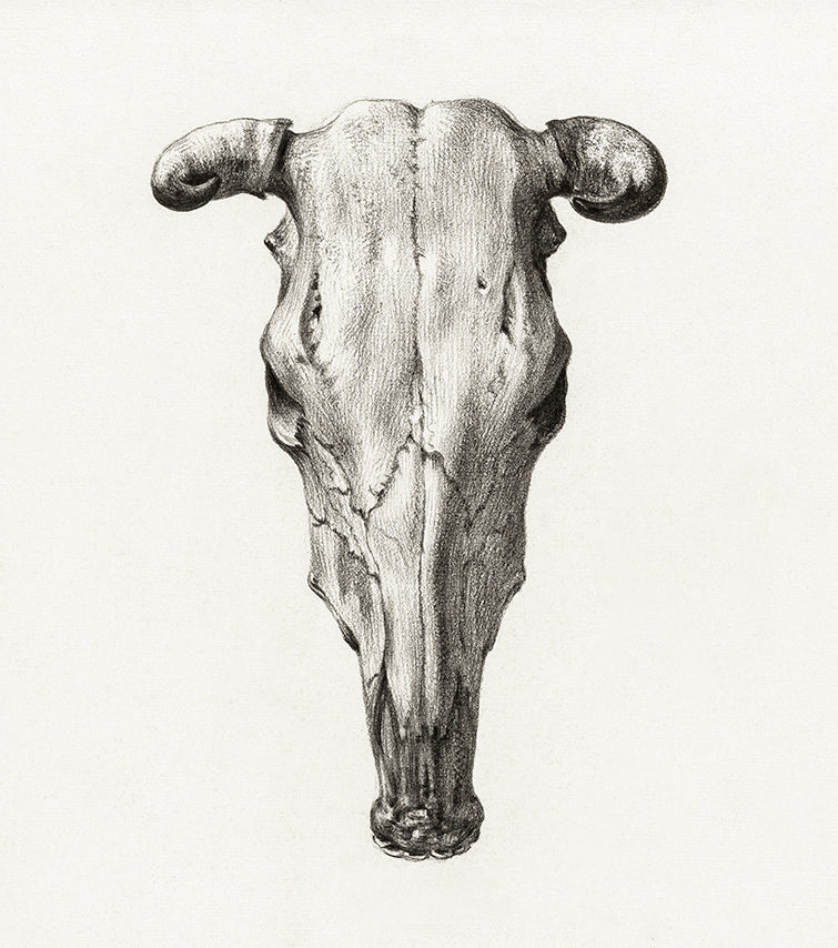 Histoire Naturelle - Skull of Cow