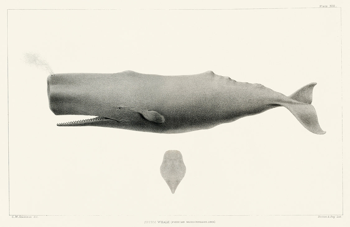 Histoire Naturelle - Sperm Whale