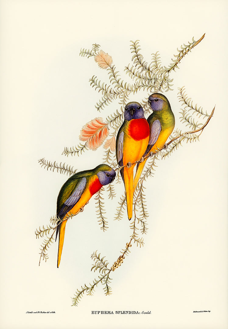 Histoire Naturelle - Splendid Grass Parakeet