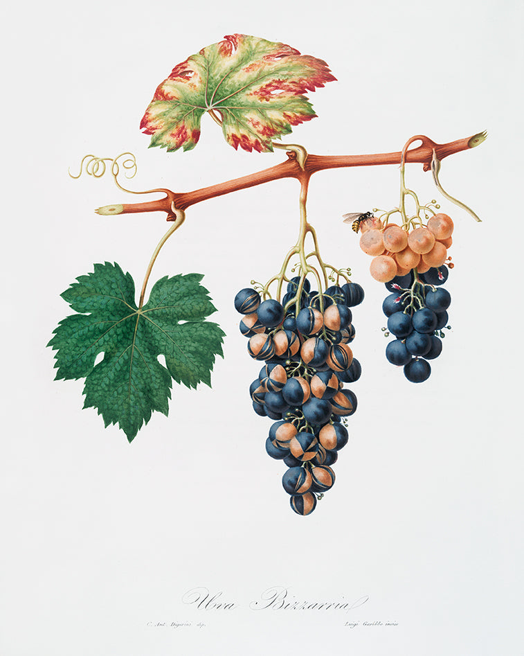 Histoire Naturelle - Summer Grape