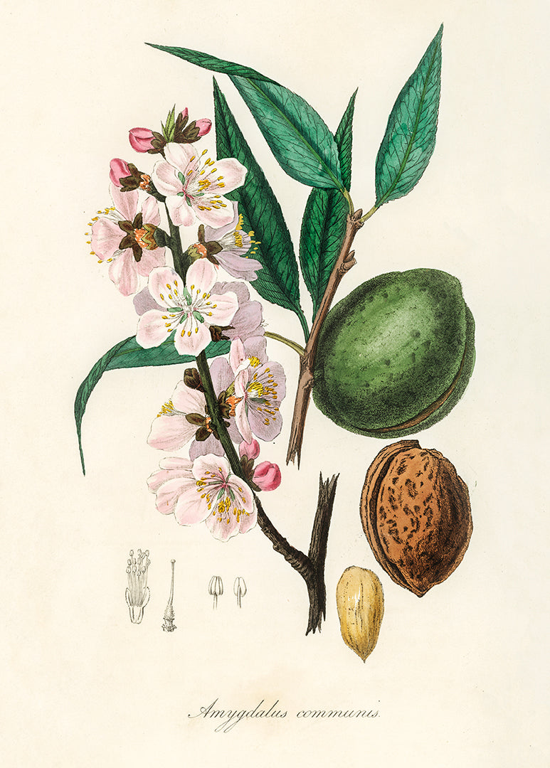 Histoire Naturelle - The Almond