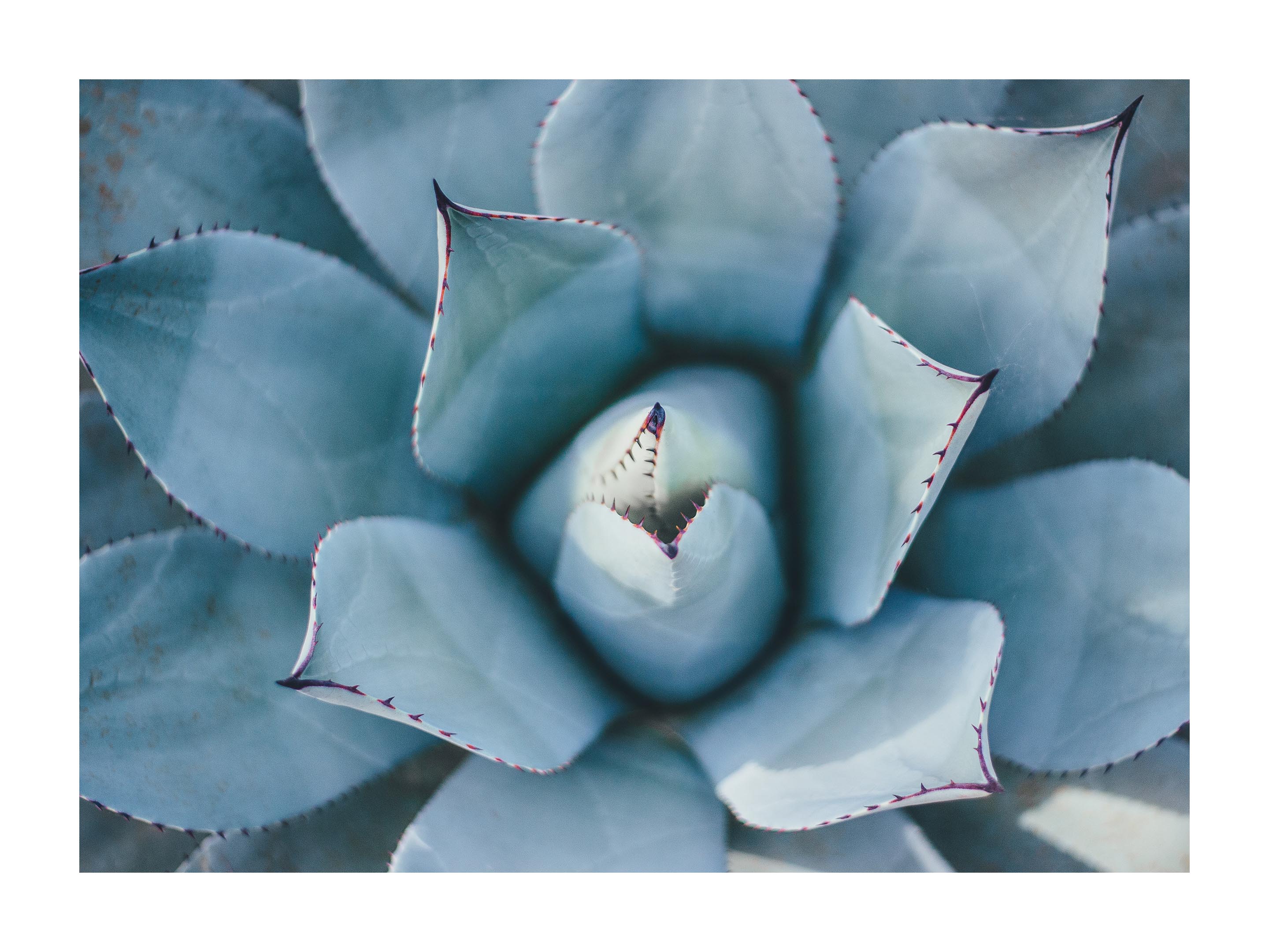 Agave