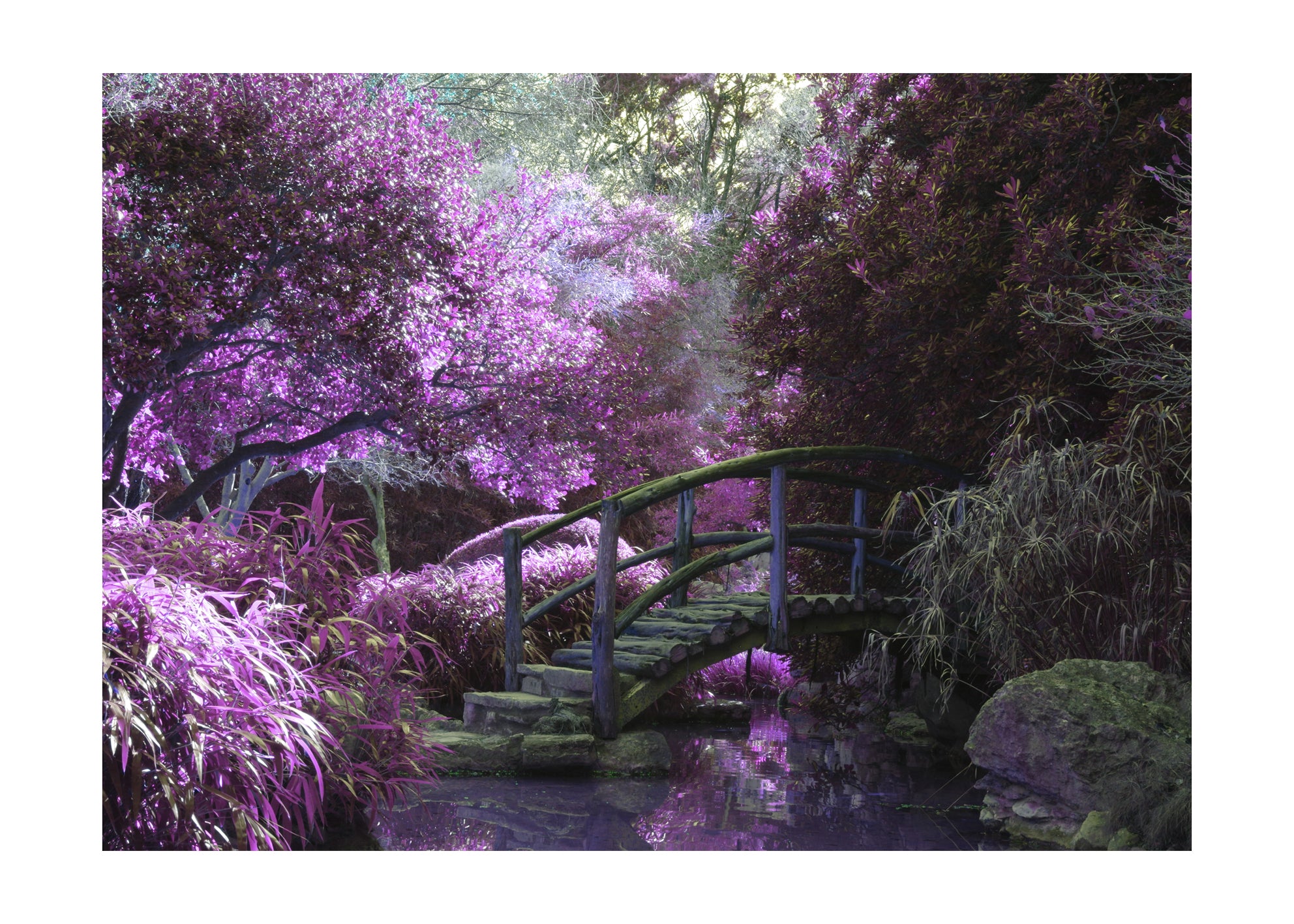Jardin violet