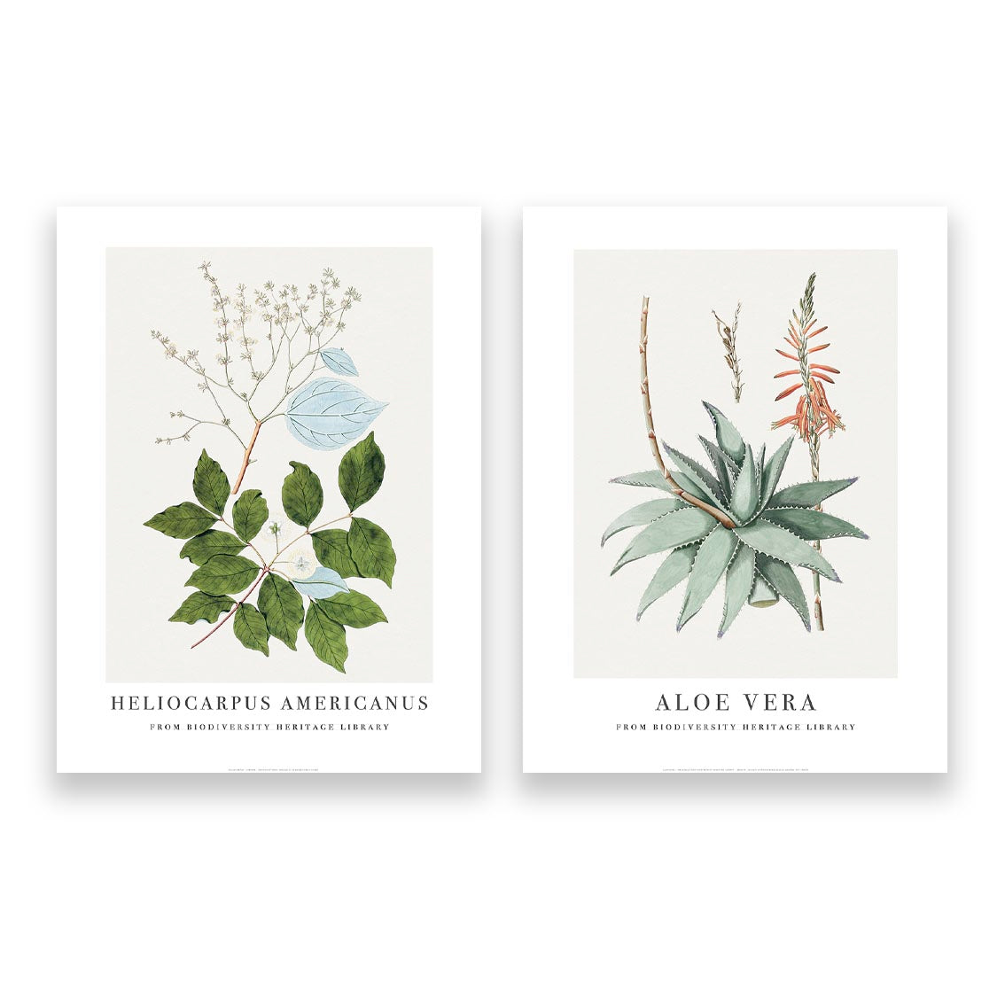 Copie de 2 affiches : Botanique