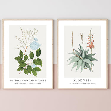 Copie de 2 affiches : Botanique