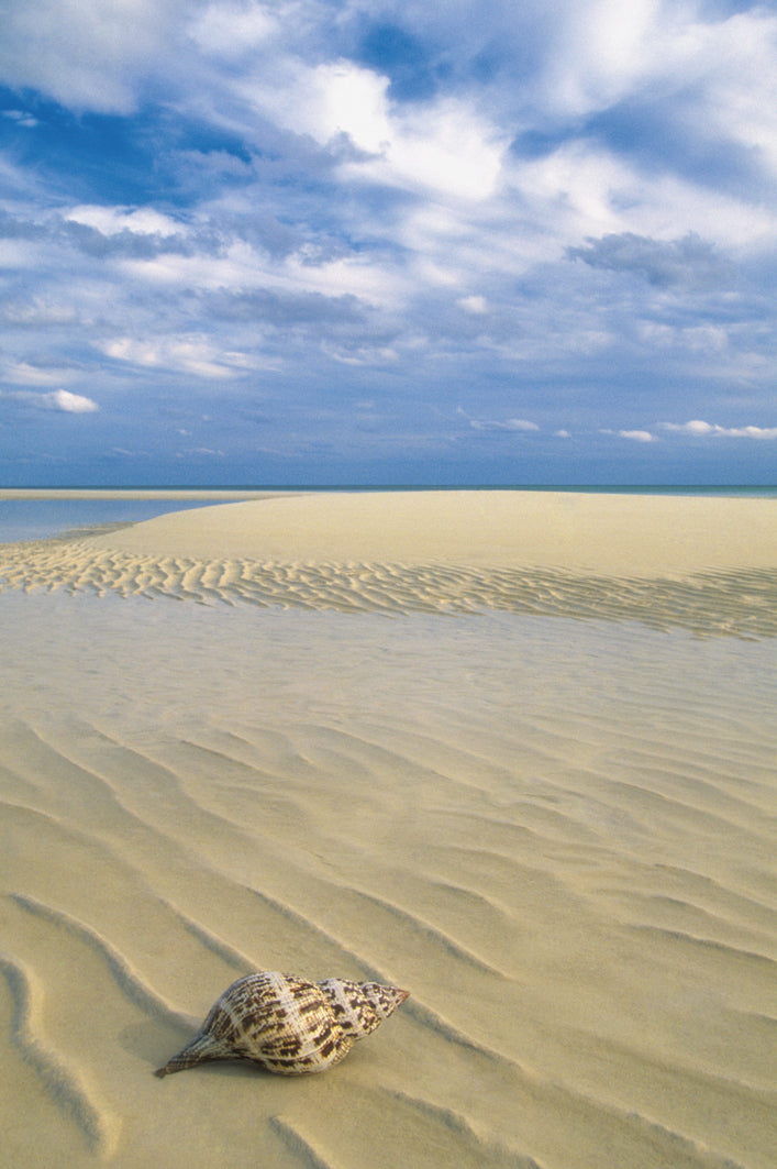 Photodisc - Coquillage sur le sable, Bahamas