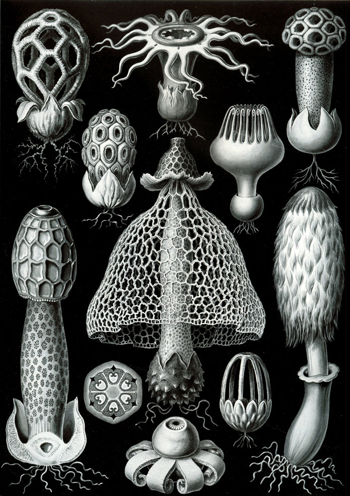 Ersnt Haeckel - Basimycetes