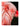 Flamand rose