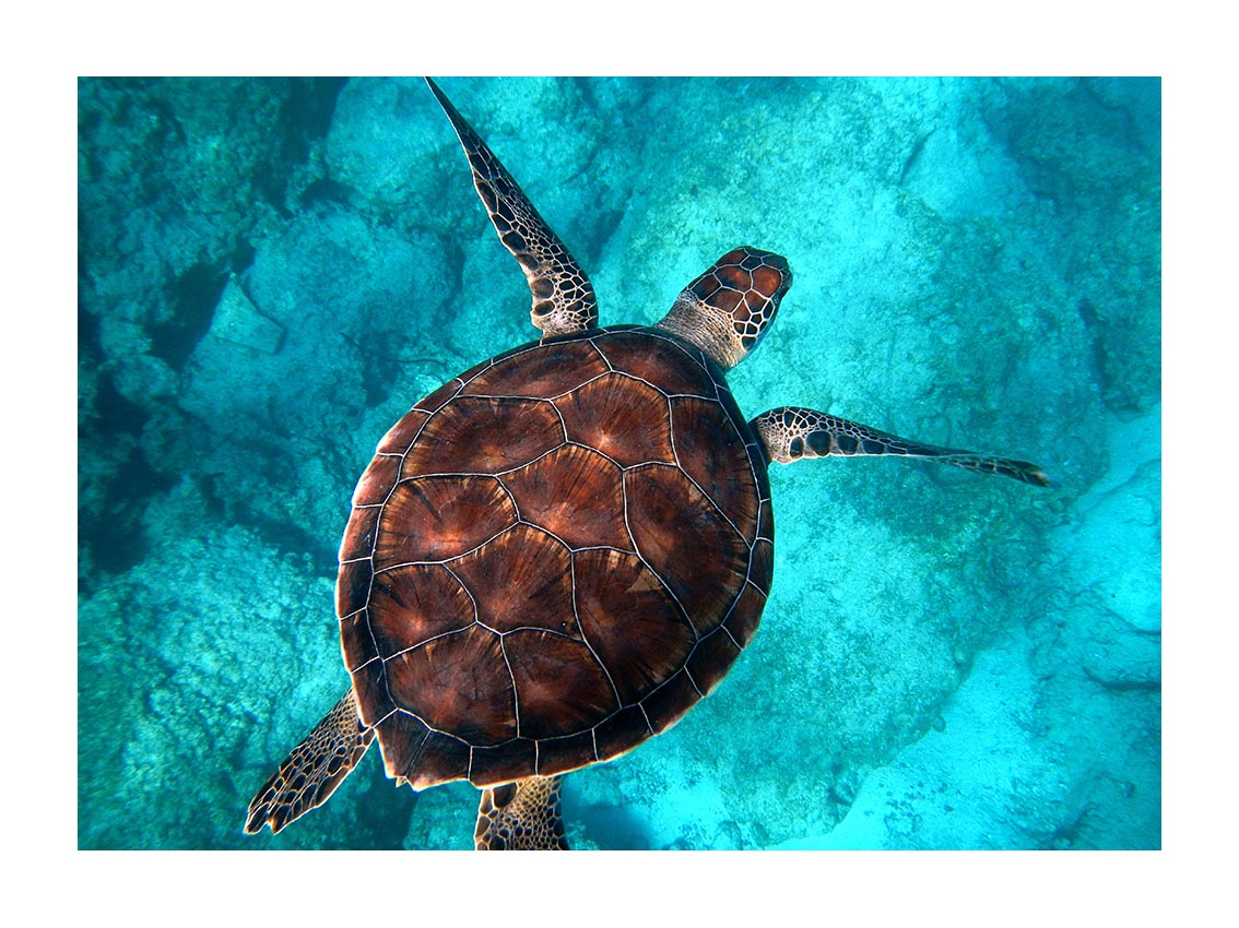 Tortue marine